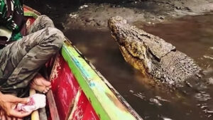 indonesian fisherman befriends crocodile