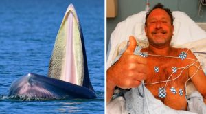 massachussets lobster diver swallowed by humpback whale