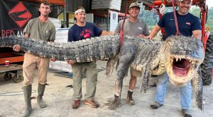800 pound alligator mississippi
